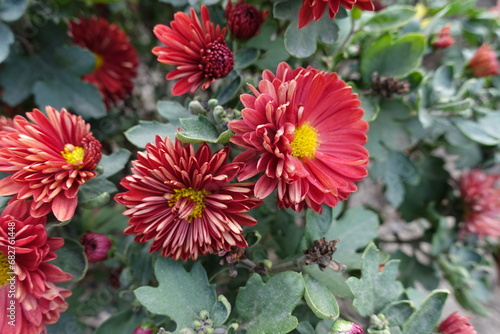 Bloom of red and yellow semidouble Chrysanthemums in mid October photo
