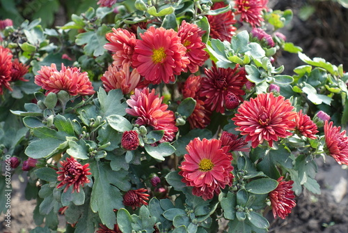 Blossoming red and yellow semidouble Chrysanthemums in October photo