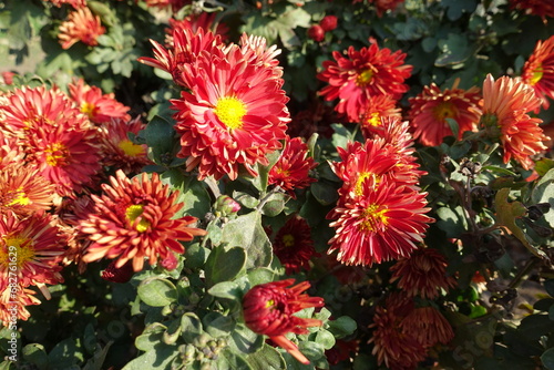 Bold red and yellow flowers of semidouble Chrysanthemums in October photo