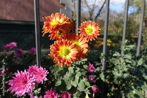 Bunch of red and yellow flowers of semidouble Chrysanthemums in mid November photo