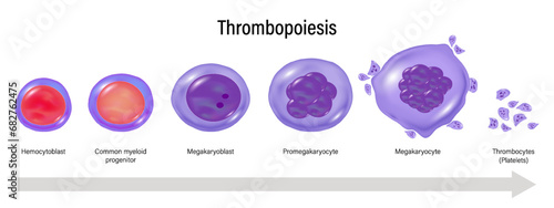 Stages of Thrombopoiesis vector. Platelets maturation. Hemocytoblast, myeloid progenitor, Megakaryoblast, Promegakaryocyte, Megakaryocyte and Thrombocytes.