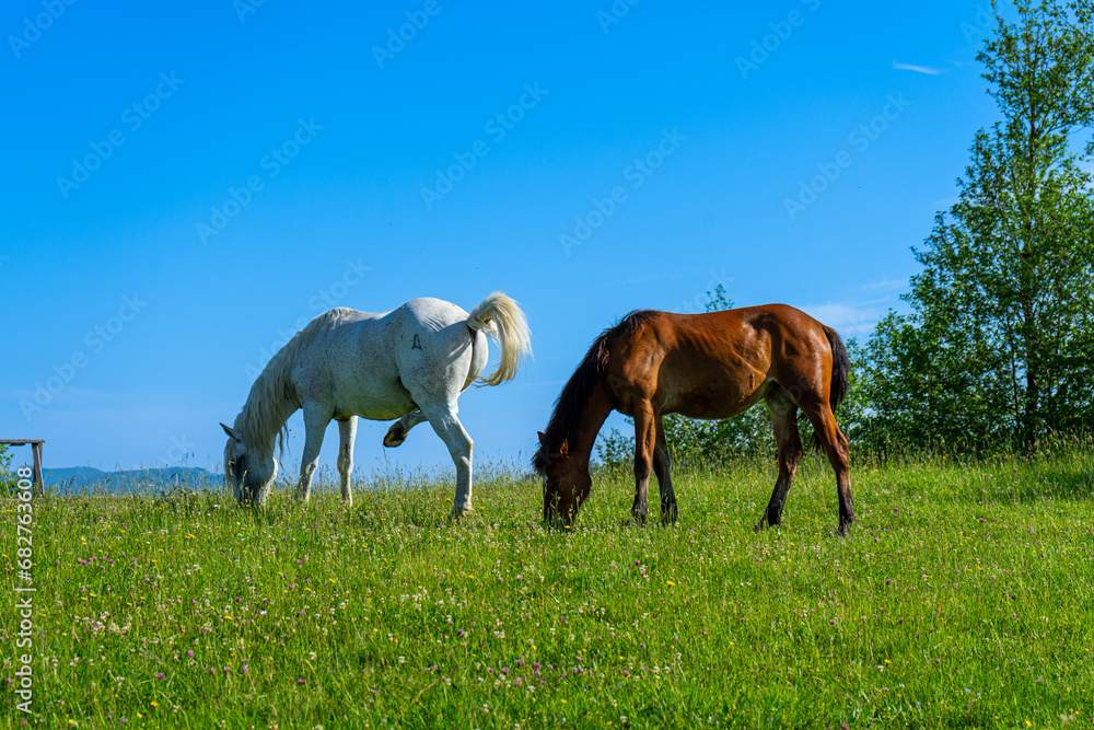 Horses on green meadow on Carpathians mountains landscapes, Apetska mountain, Ukraine Horses on green meadow on Carpathians mountains landscapes, Apetska mountain, Ukraine
