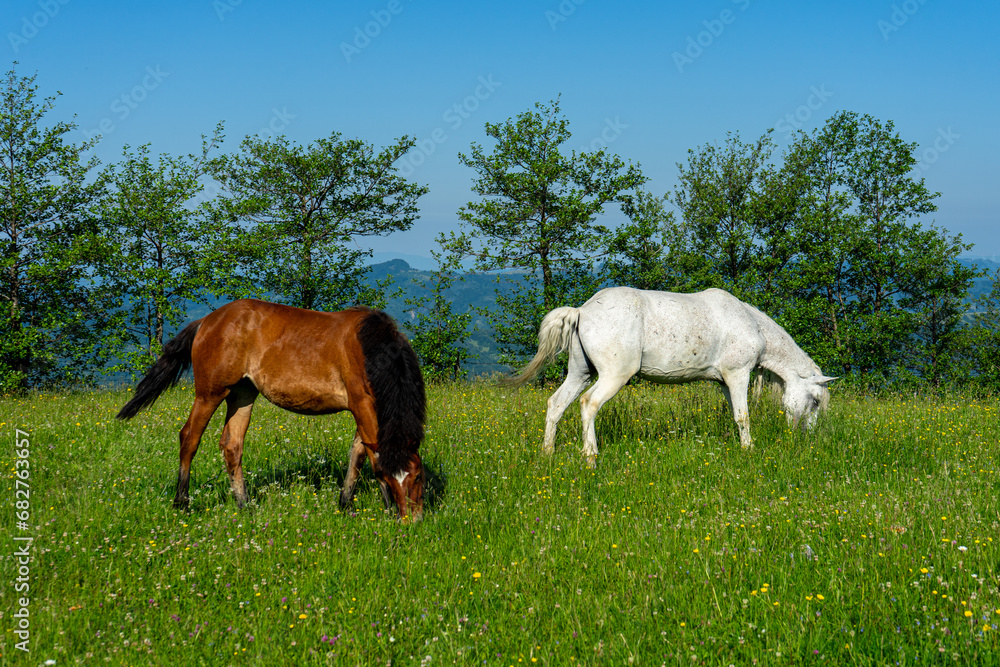 Horses on green meadow on Carpathians mountains landscapes, Apetska mountain, Ukraine