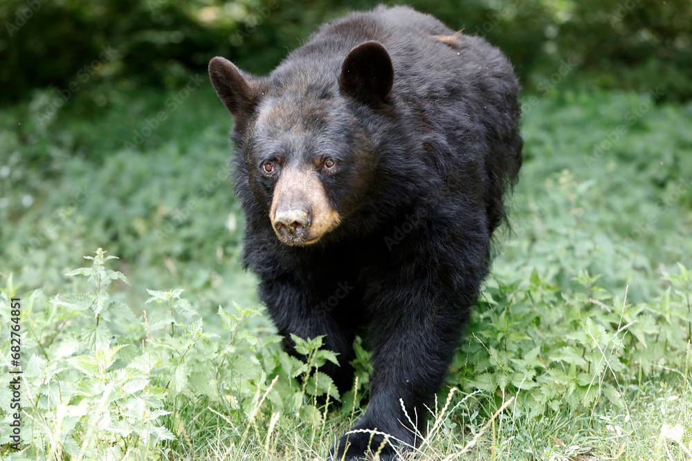 American bear (URSUS AMERICANUS) in Thoiry zoo park, France. American bear (URSUS AMERICANUS) in Thoiry zoo park, France.