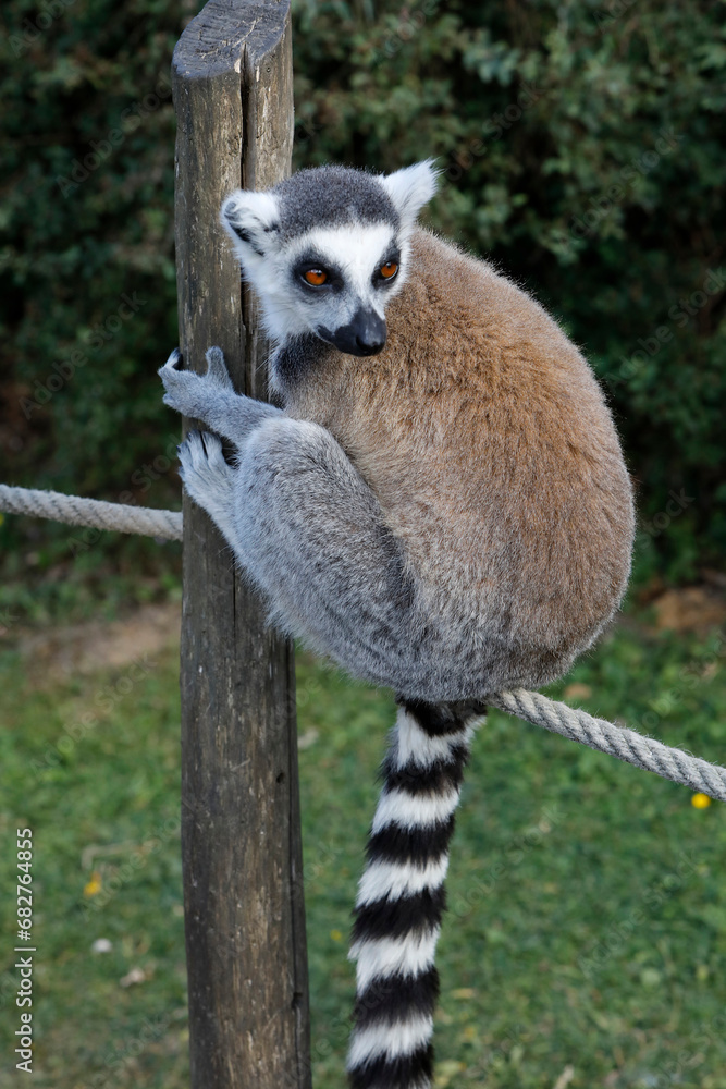 Fototapeta premium Maki Catta (LEMUR CATTA) in Thoiry zoo park, France.