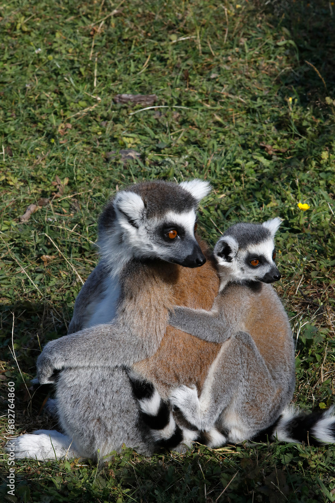 Obraz premium Maki Catta (LEMUR CATTA) in Thoiry zoo park, France.