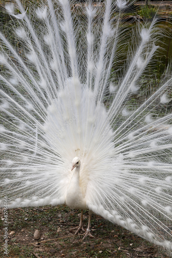 White peacock (PAVO CRISTATUS) in Thoiry zoo park, France