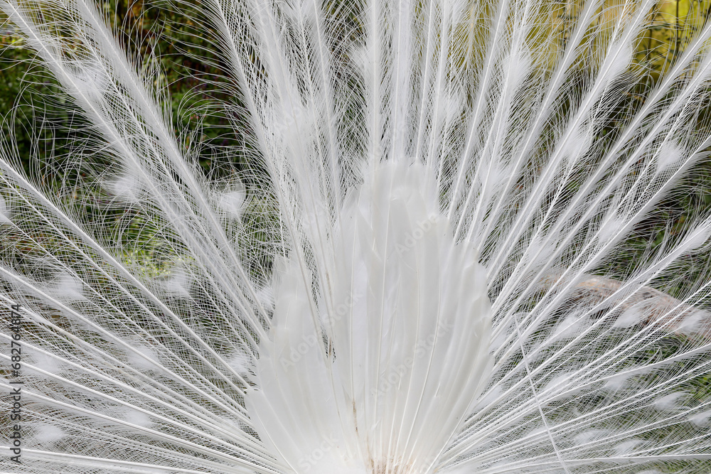 Obraz premium Feathers of a white peacock (PAVO CRISTATUS) in Thoiry zoo park, France