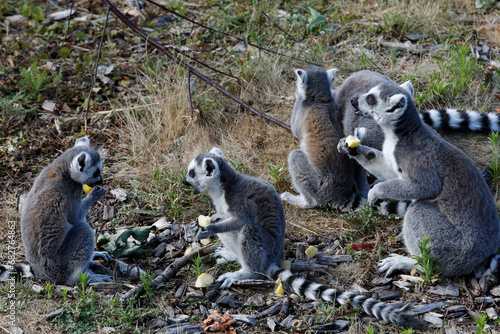 Maki Catta  LEMUR CATTA  in Thoiry zoo park  France.