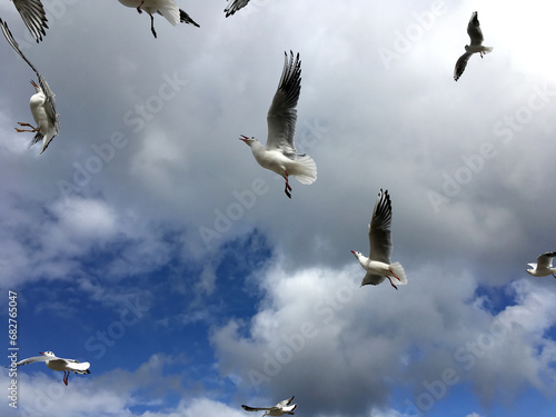 Lot of wild seagulls chaotic flying in the blue sea sky with clouds close-up view