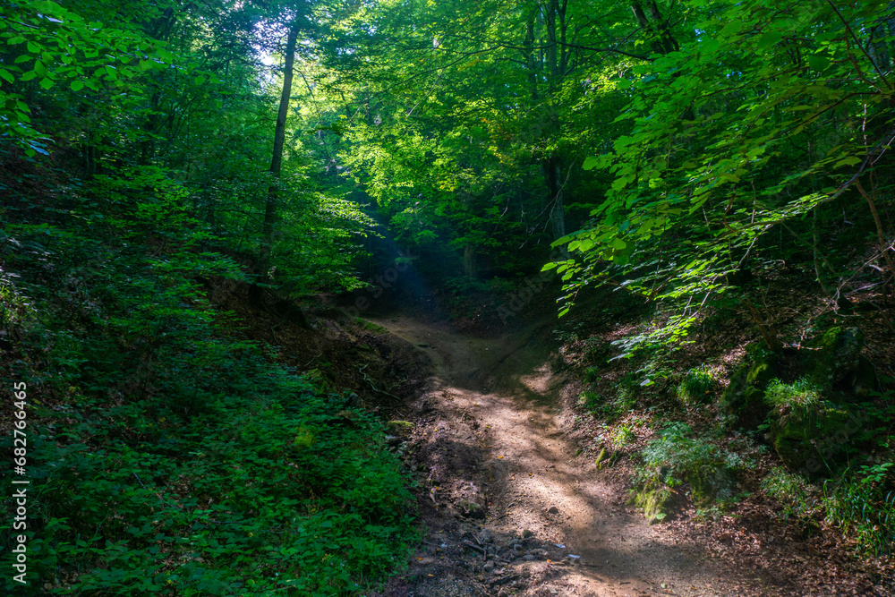 Obraz premium footpath path in the woods