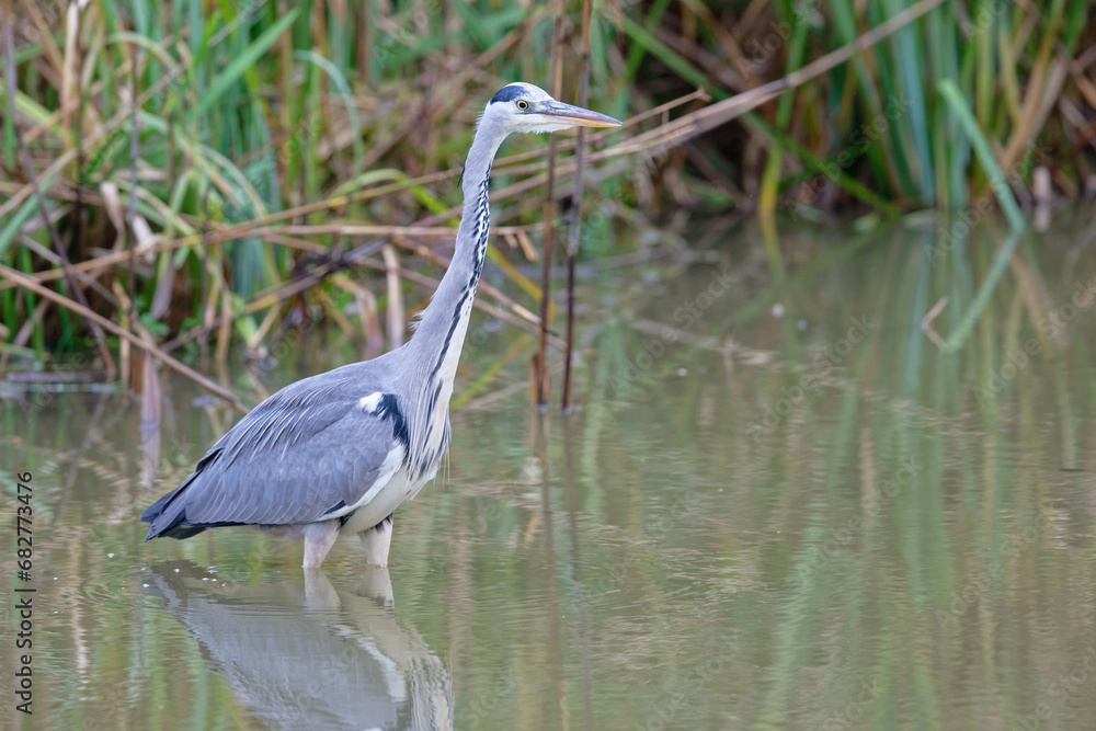 héron cendré - Ardea cinerea - oiseaux
héron cendré - Ardea cinerea - oiseaux