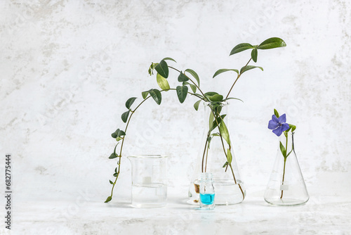 laboratory utensils, flasks with solution and periwinkle leaves on a gray background. the concept of natural cosmetics and herbal medicine