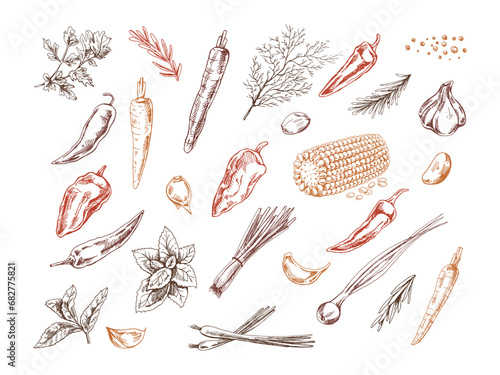 A set of hand-drawn sketches of  herbs, vegetables  and seasonings. For the design of the menu of restaurants and cafes. Doodle vintage illustration.