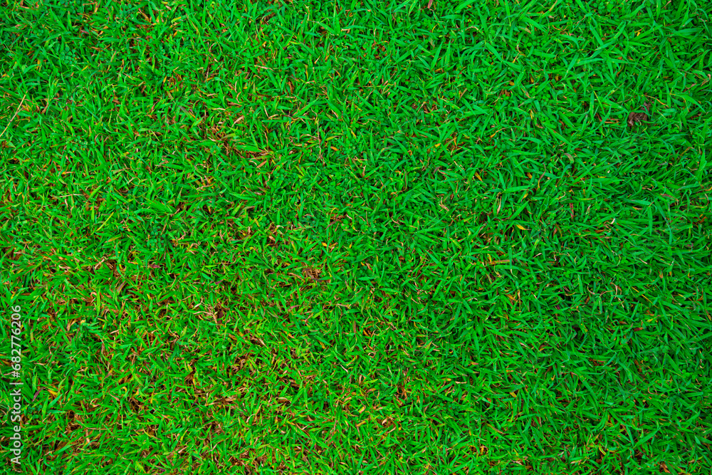 Green grass texture nature background empty grass Green grass texture nature background empty grass