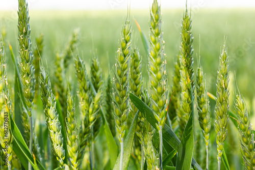 Macro close up of fresh young ears of young green wheat in spring summer field. Free space for text. Agriculture scene