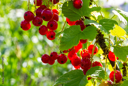 Red currant berries grow in sunny garden. Red currants plantation in summer field. Red currant berries in sunny garden