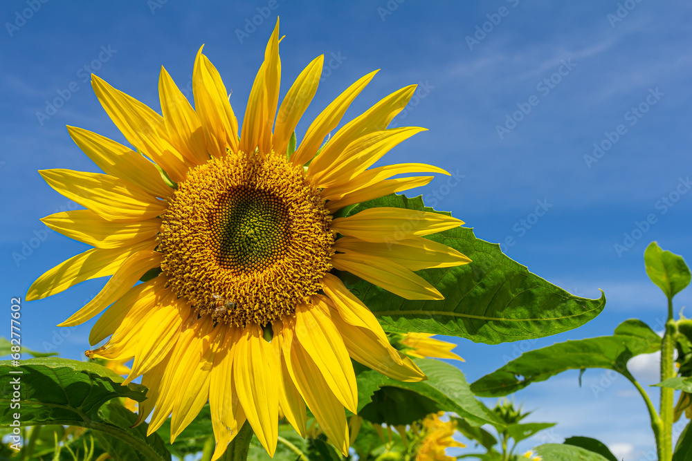 Sunflower with blue sky background Sunflower with blue sky background