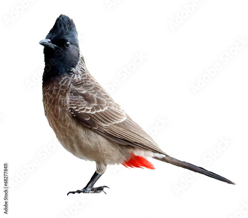 isolated Red vented Bulbul 