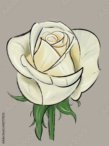 A white rose.