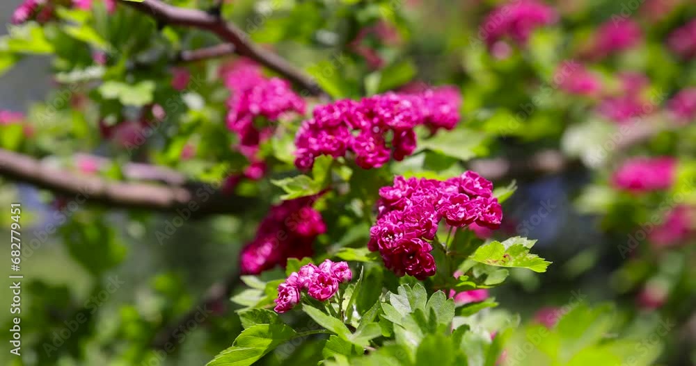 trees during spring flowering , red flowers during flowering in spring park trees during spring flowering , red flowers during flowering in spring park