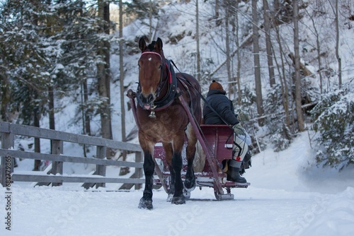 Horse pulling a sled with people through a snowy winter forest