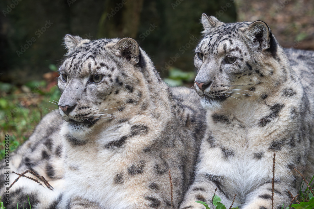 Pair of snow leopards (Panthera uncia) Pair of snow leopards (Panthera uncia)
