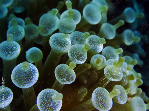 Tentacles of anemone soft coral underwater. Ball-shaped tentacles of sea anemone close-up.