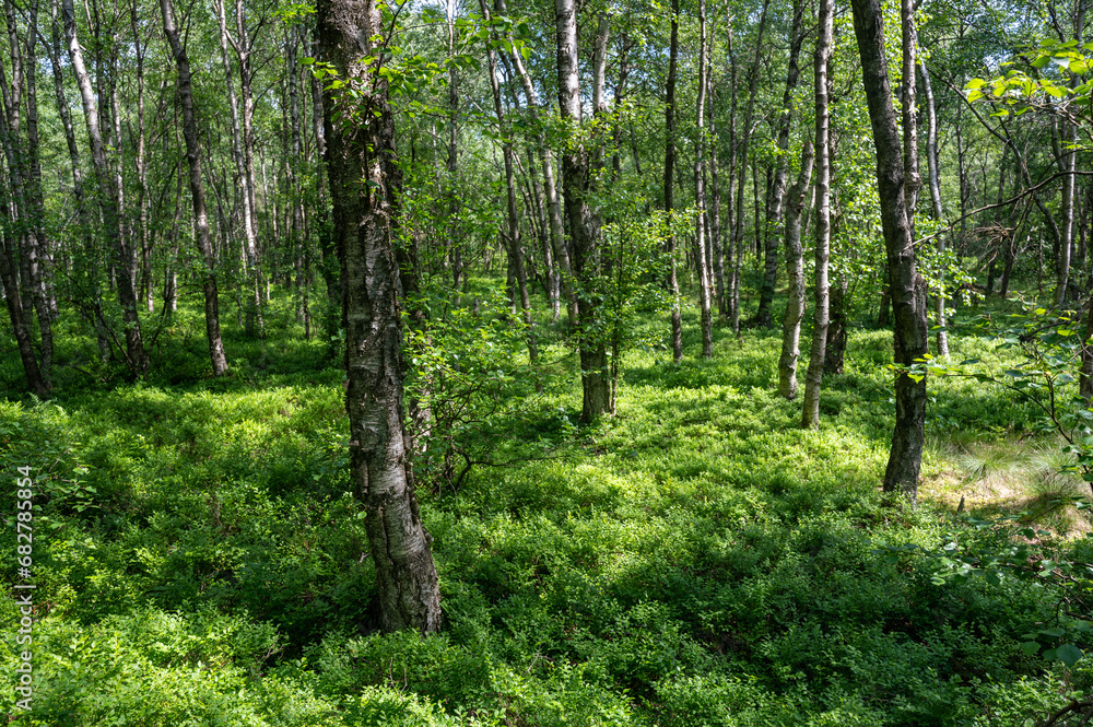 A Birch forest in the sun light