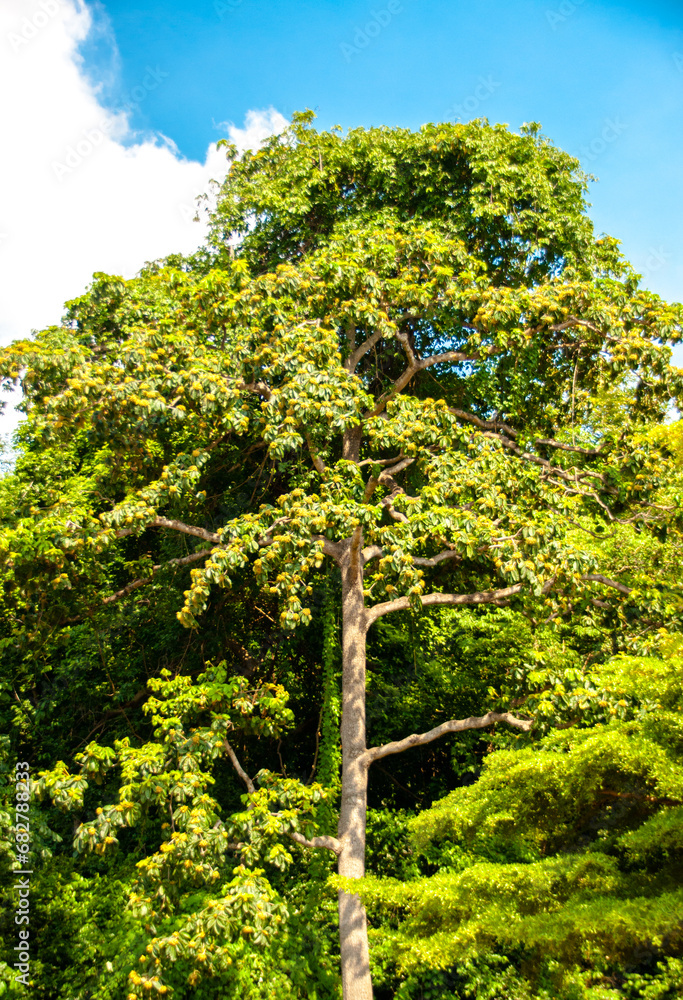 Fototapeta premium Big trees in a perfect forest,nature