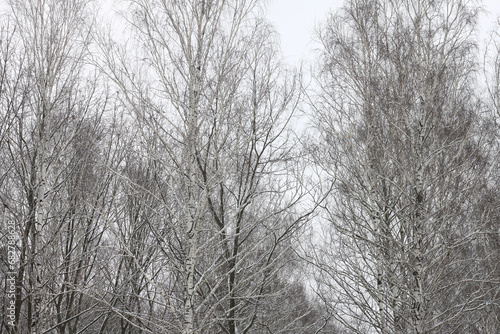 Black and white birch trees © yarbeer