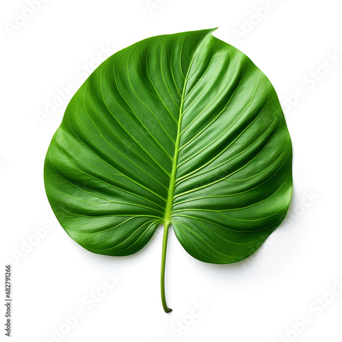 Green jungle leaf isolated on white background