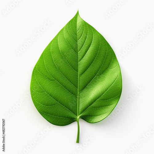 Green leaf isolated on white background