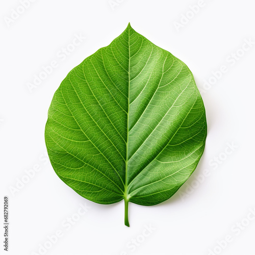 Green leaf isolated on white background