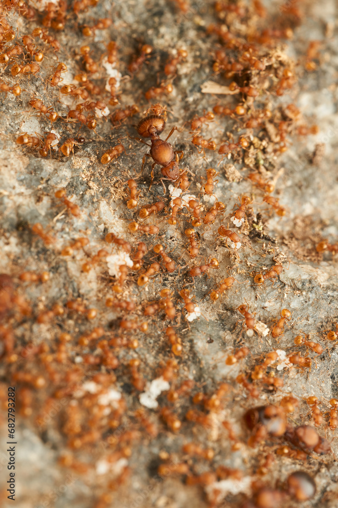 Fototapeta premium Many red ants on a stone