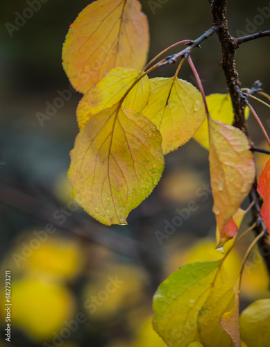 Image of a leaf in autumn season. Leaf in close up and blurred background 