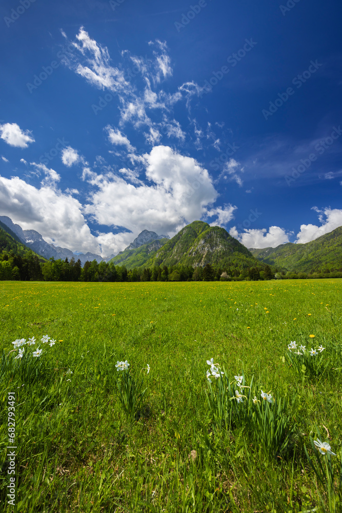 Fototapeta premium Spring flower in Triglavski national park, Slovenia