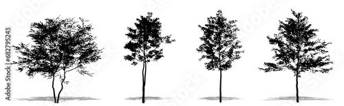 Set or collection of American Beech trees as a black silhouette on white background. Concept or conceptual vector for nature, planet, ecology and conservation, strength, endurance and  beauty photo