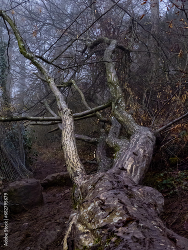 arbre mort effondré sur le sol dans un chemin en sous bois, en automne, avec de la brume en arrière plan