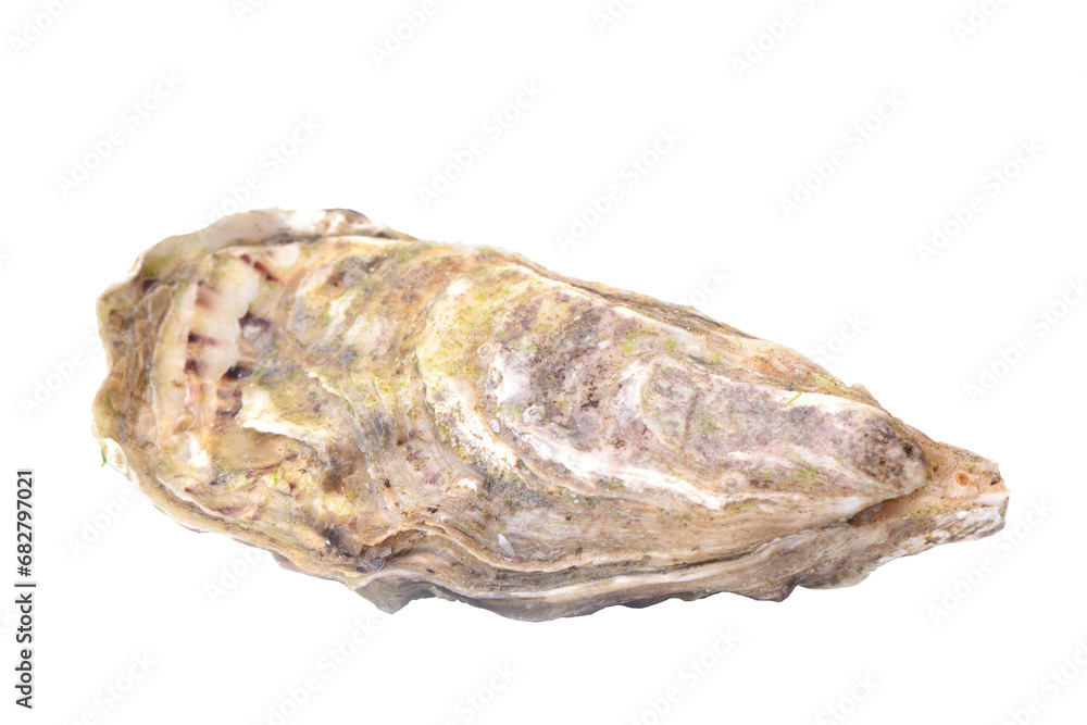 Fresh oyster isolated on white