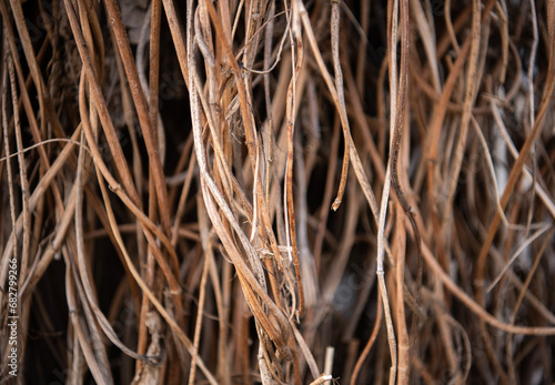 Obraz na płótnie Wild vine dry background. w salonie