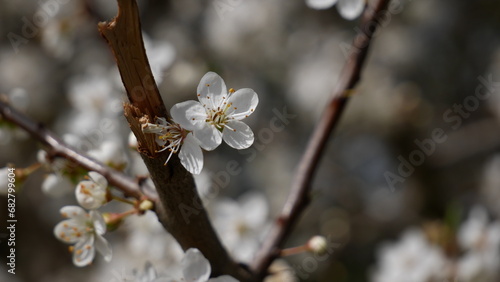 blossom in spring