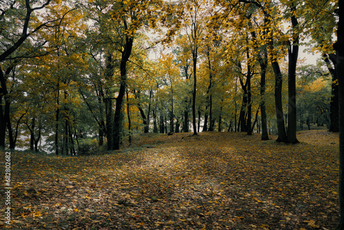 autumn in the forest