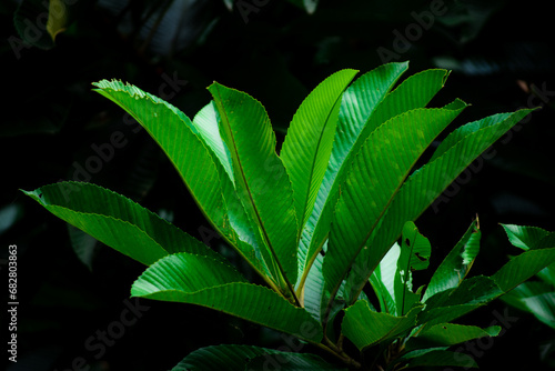 Dillenia indica, Dilleniaceae - India & West: as seen in a Botanical Garden at the University of Ibadan photo