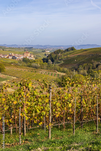 autumnal vineyards  Piedmont  Italy