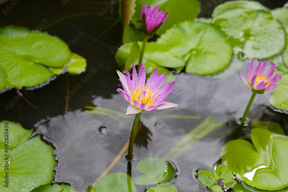 Beautiful waterlily or lotus flower with green leaves Beautiful waterlily or lotus flower with green leaves