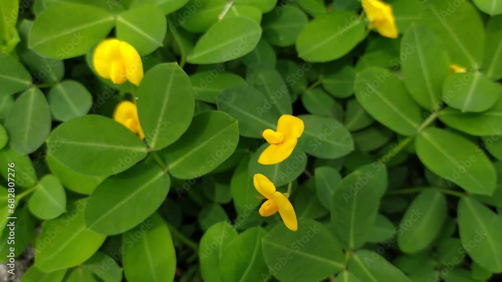 custom made wallpaper toronto digitalbeautiful yellow arachis repens flower on the ground