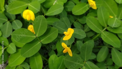 Wallpaper Mural beautiful yellow arachis repens flower on the ground Torontodigital.ca