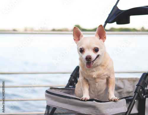 Happy brown short hair Chihuahua dog standing in pet stroller on walk way fence by water in the lake. smiling and looking at camera.