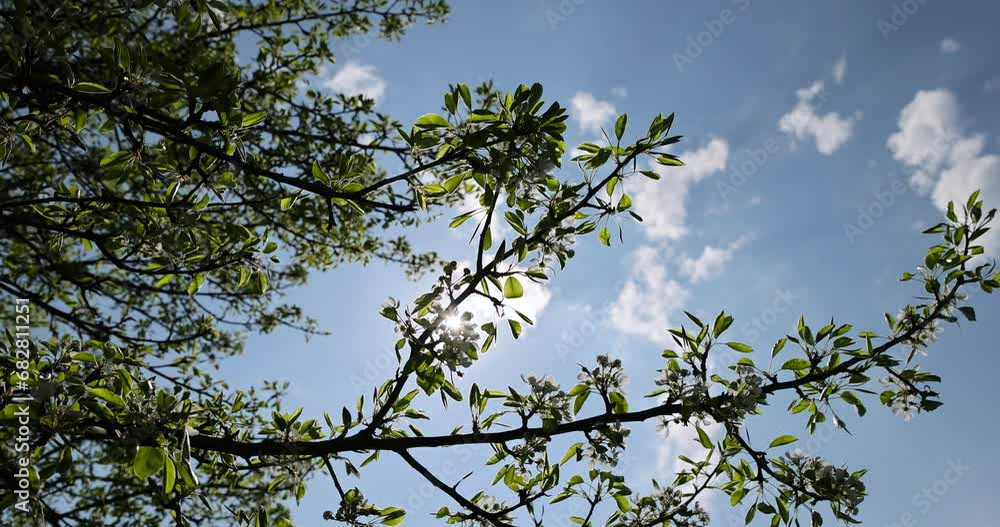 blooming berry cherry in the spring season blooming berry cherry in the spring season
